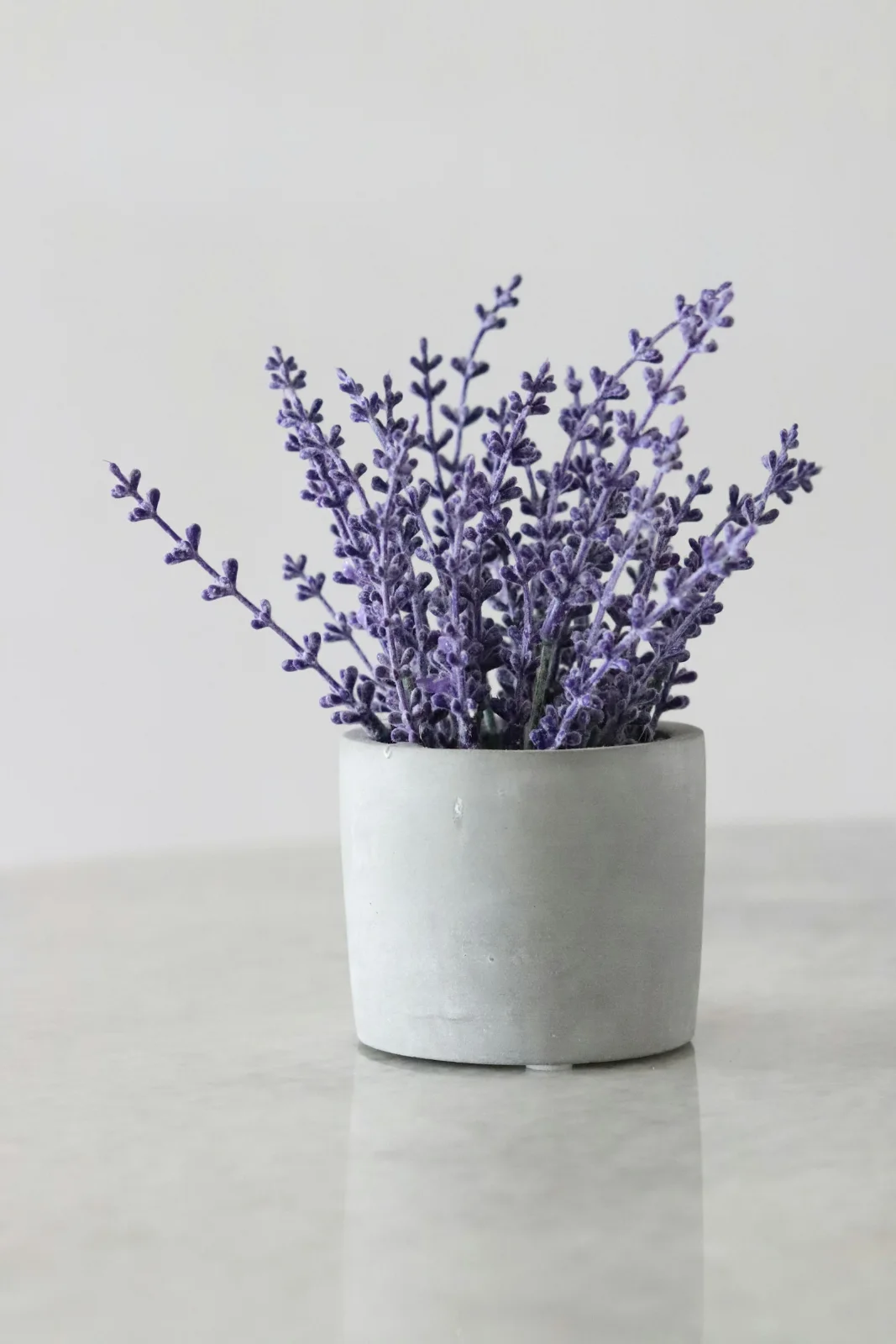Lavender Bunch
