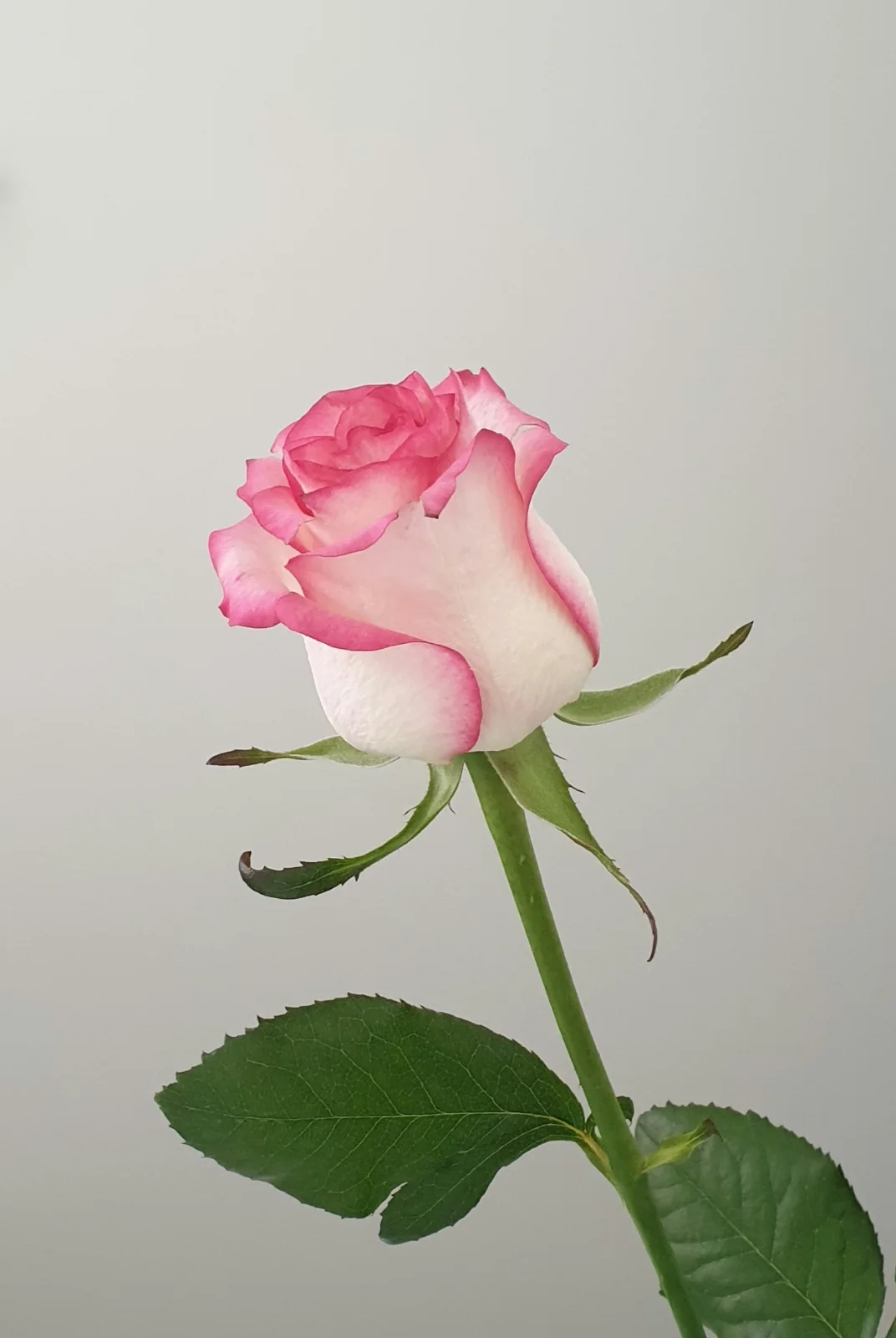 Red White Rose