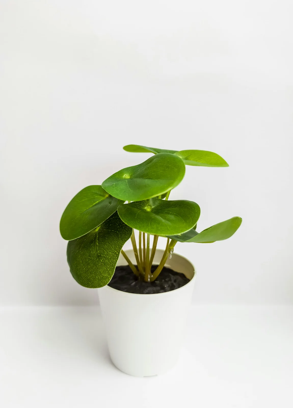 Pilea Money Plant