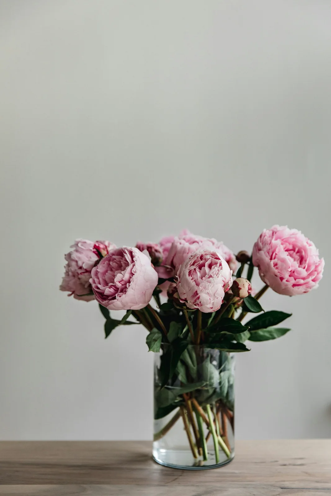 Peony Romance