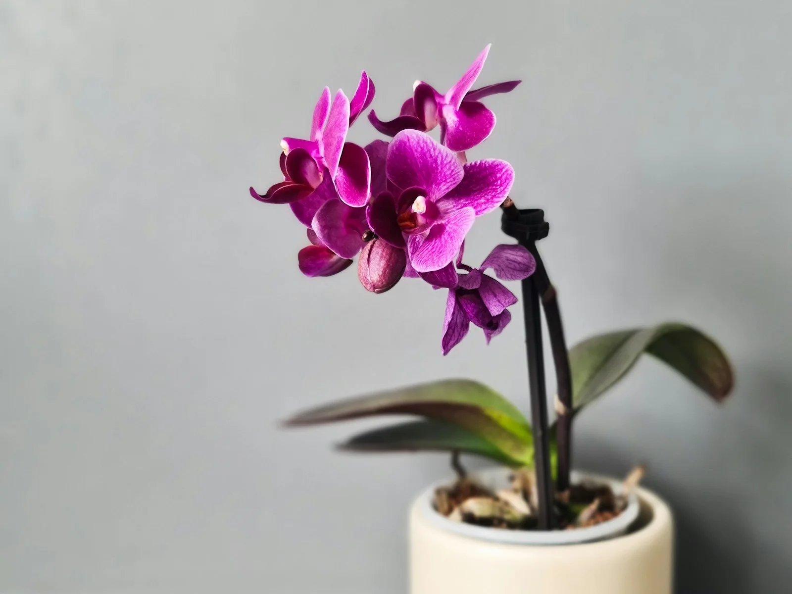 Magenta Orchid