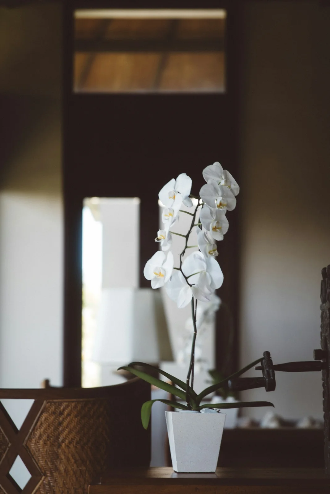 White Orchid