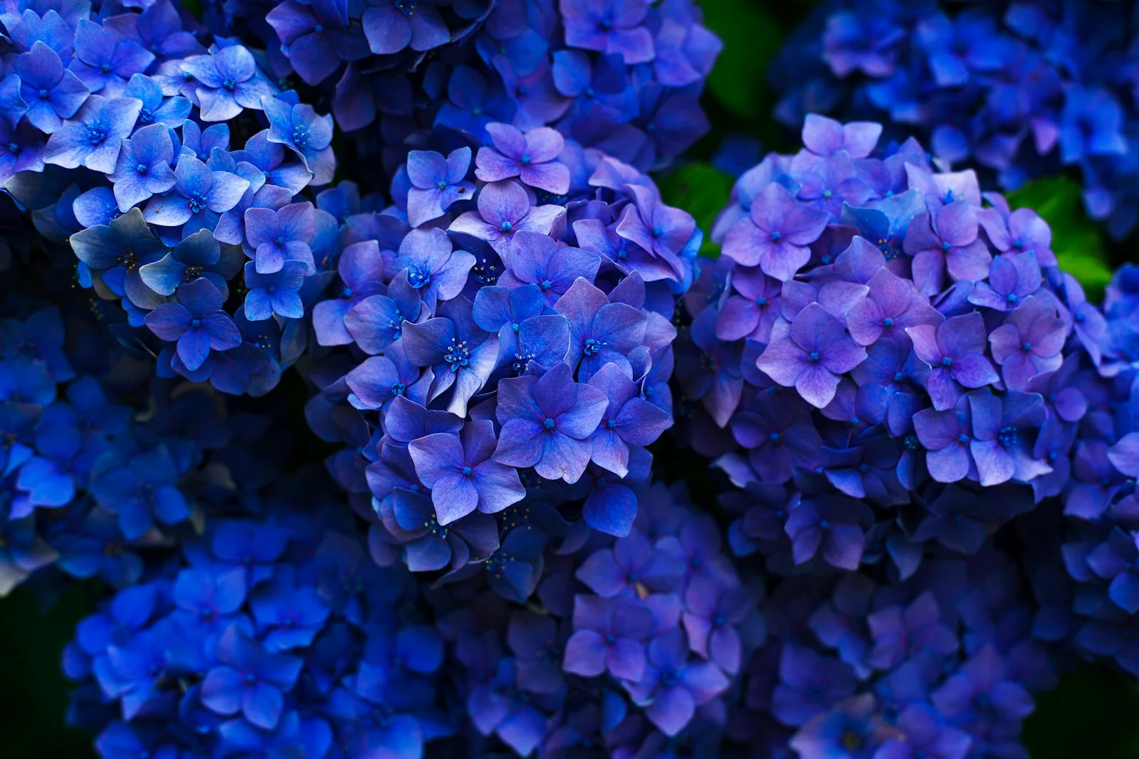 Blue Vase