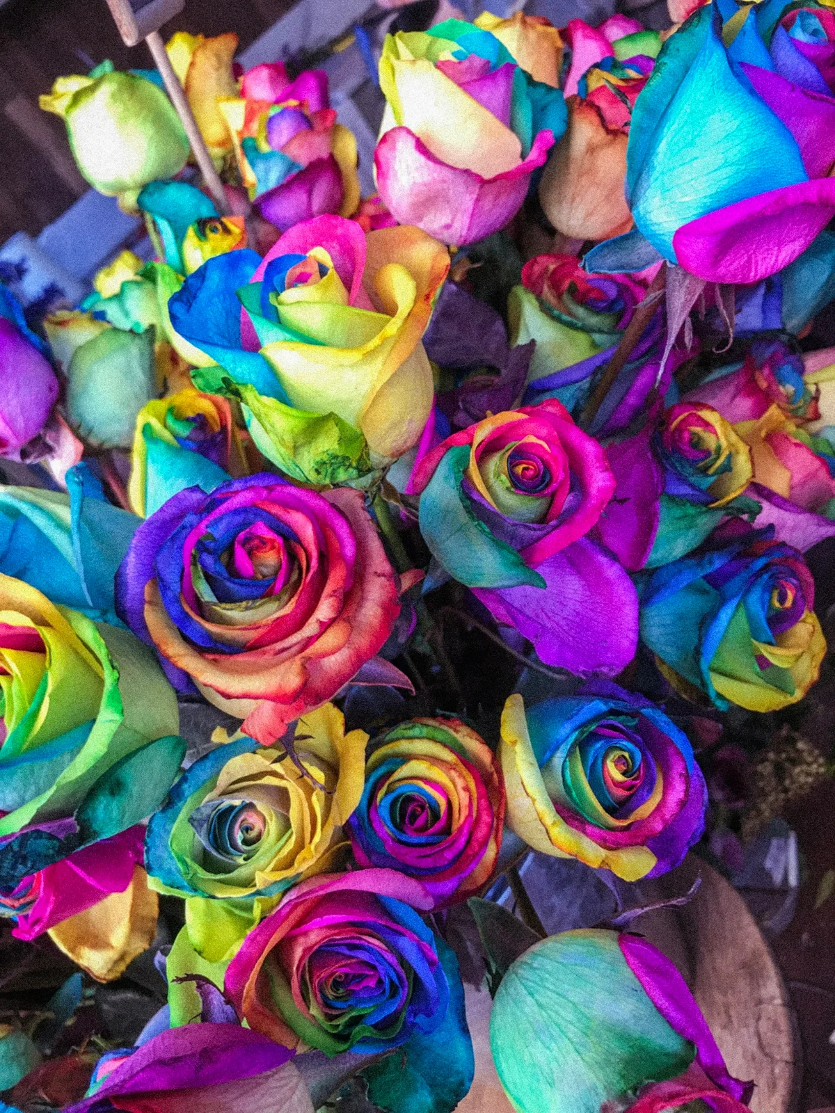 Colorful Rose