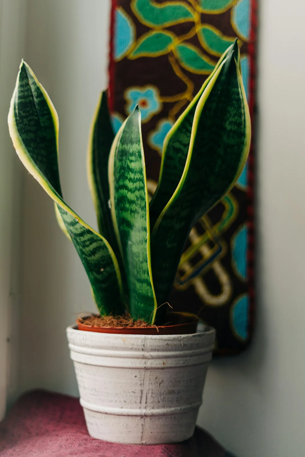 Snake Plant